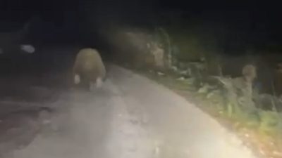 Bolu’da bir aracın önüne çıkan ayının ışıktan korkup koşarak uzaklaşması