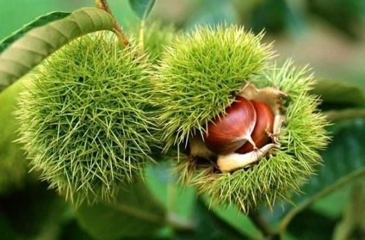 Bakanlık yüzde 75 destek veriyor DÜZCE(İHA) – Düzce İl Tarım Müdürlüğü yüzde 75’i bakanlık destekli