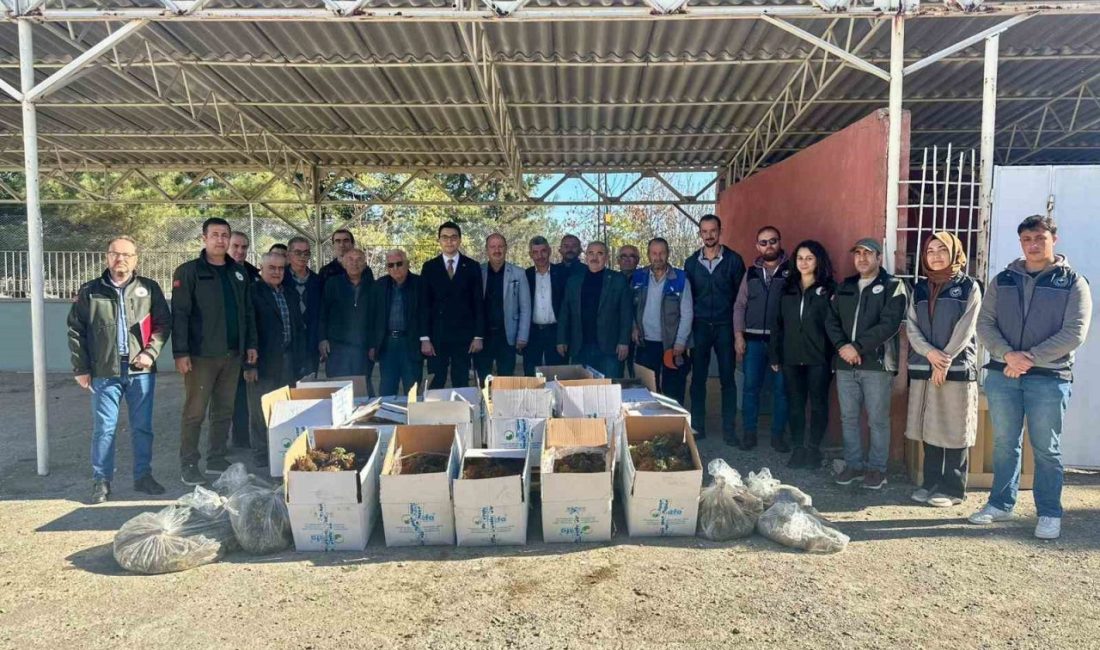 Bilecik’in Pazaryeri ilçesinde toplam 42 bin 235 adet ’Albion’ cinsi