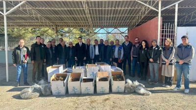 Bilecik’in Pazaryeri ilçesinde toplam 42 bin 235 adet ’Albion’ cinsi