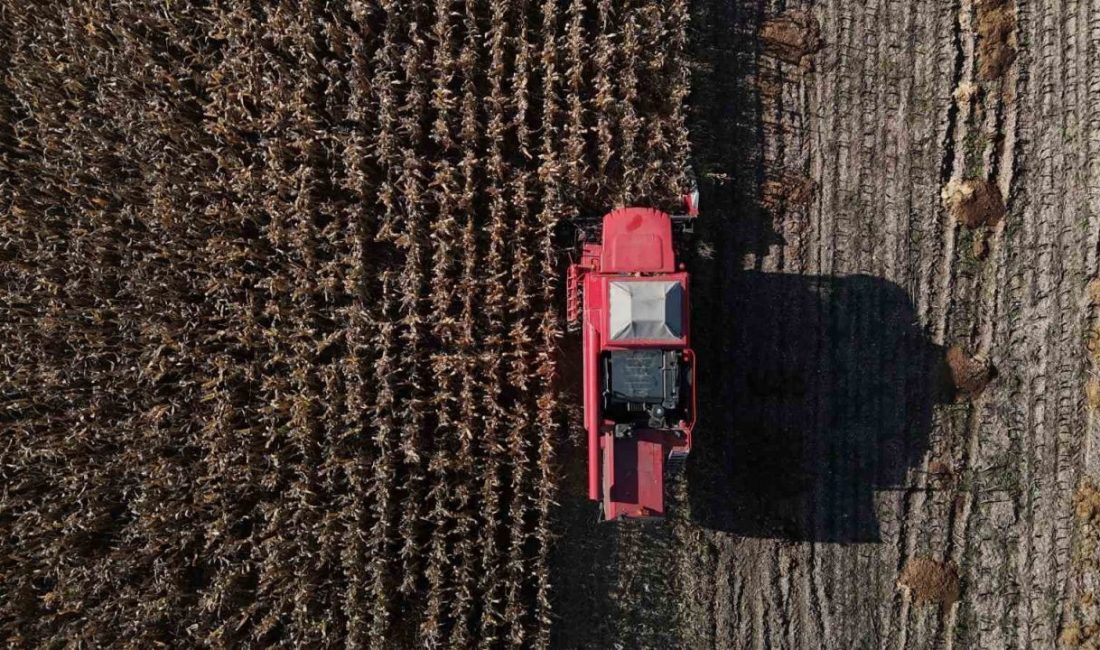 Bolu’da 2025 yılının ilk dane mısırı hasadı başladı. Havaların kurak
