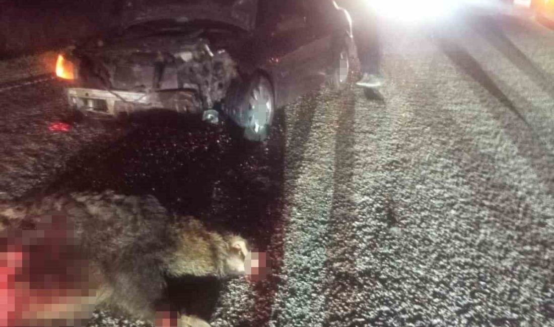 Bolu’nun Mudurnu ilçesinde aniden yola fırlayan domuza çarpan otomobilin sürücüsü