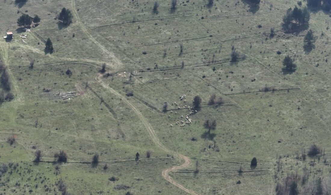 Bolu’da kayıp hayvanlar dronla bulundu Bolu’nun Mengen ilçesine bağlı Kavacık köyünde kaybolan 30 küçükbaş hayvan,