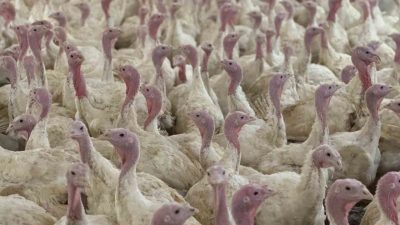 Bolu İl Tarım ve Orman Müdürlüğü, Avrupa genelinde artan yüksek