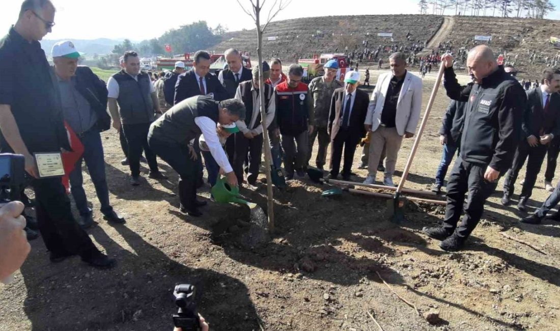 Bolu’da 15 Temmuz’da yanan Delice köyü ormanlık alanı, 11 Kasım