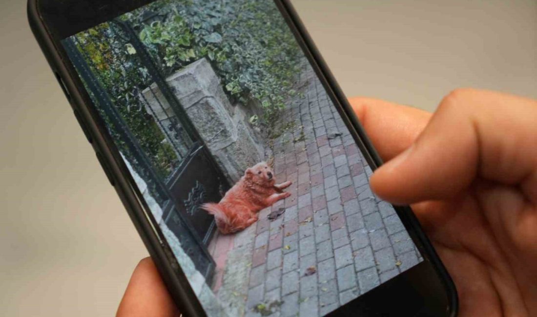 Kocaeli’de vücutlarının çeşitli yerleri mavi, yeşil ve kızıl renklere boyanmış