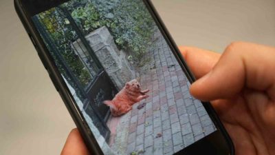 Kocaeli’de vücutlarının çeşitli yerleri mavi, yeşil ve kızıl renklere boyanmış