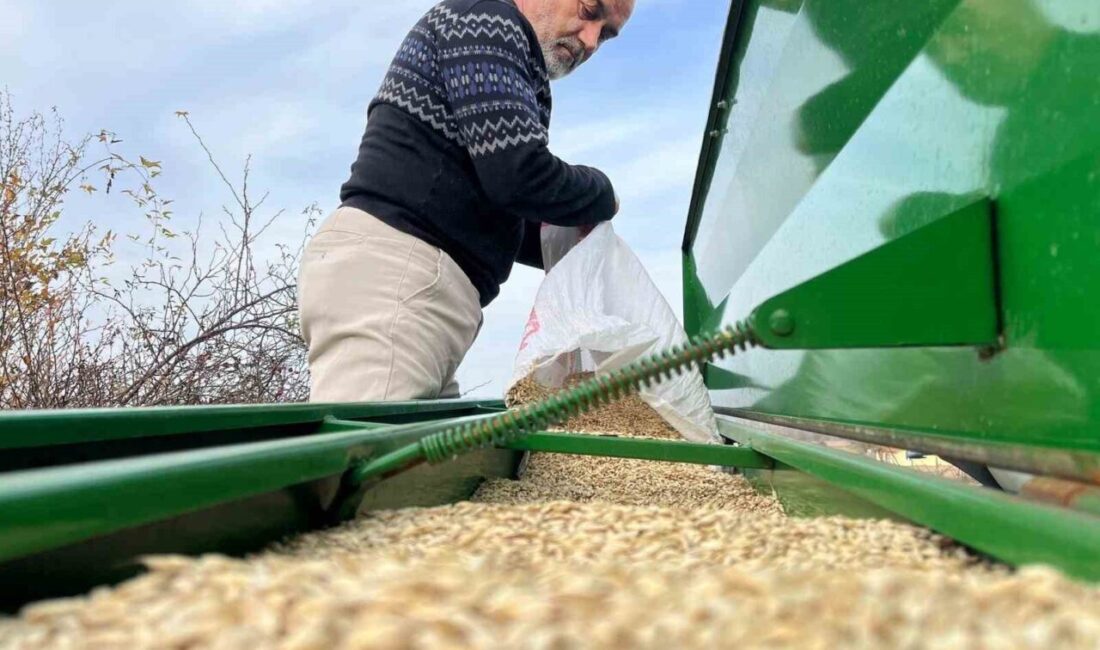 Kastamonu’da buğdayın atası olarak bilinen 12 bin yıllık siyez buğdayı,