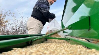 Kastamonu’da buğdayın atası olarak bilinen 12 bin yıllık siyez buğdayı,