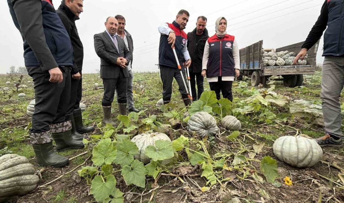 Coğrafi işaretli kestane kabağı hasadı başladı Düzce’nin coğrafi işaretli kestane kabağının hasadına başlandı. Hasat şenliğinde ilk