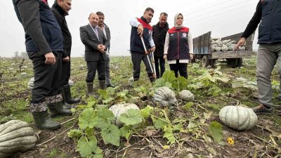 Düzce’nin coğrafi işaretli kestane kabağının hasadına başlandı. Hasat şenliğinde ilk