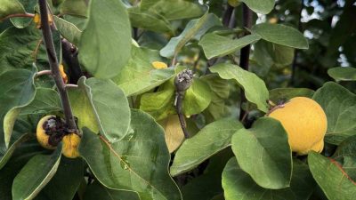 Dünyaya ihracatı yapılan ve Sakarya’nın Geyve ile Pamukova ilçelerinde yetiştirilen