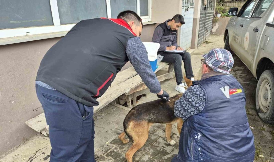 DÜZCE(İHA) – Düzce’nin Akçakoca ilçesinde kedi ve köpeklere mikroçip takılması