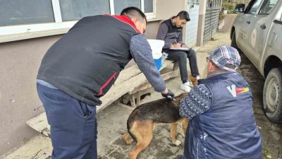 DÜZCE(İHA) – Düzce’nin Akçakoca ilçesinde kedi ve köpeklere mikroçip takılması