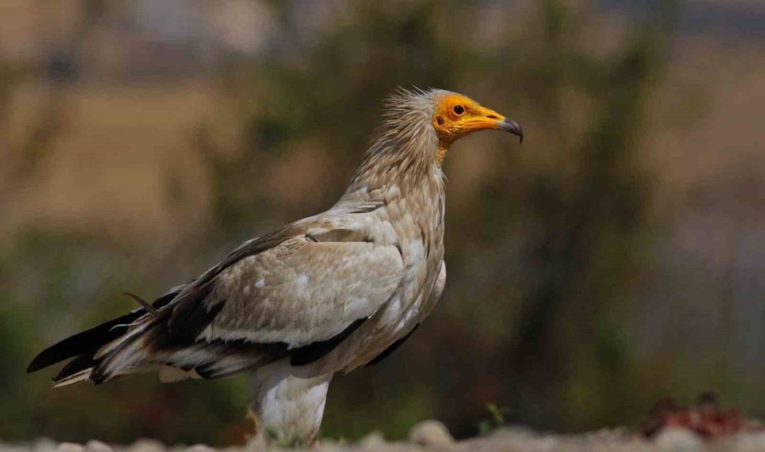 Dünyada yalnızca 3 noktada gözlemlenebilen eşsiz bir doğa döngüsü, Bolu’nun