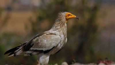Dünyada yalnızca 3 noktada gözlemlenebilen eşsiz bir doğa döngüsü, Bolu’nun
