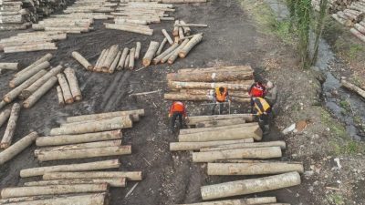 DÜZCE(İHA) – Düzce’de orman ürünü ihracatı geçen seneyi geçti. Düzce’nin