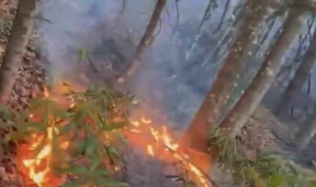 Düzce’de ormanlık alandaki örtü yangını ekiplerce kısa sürede söndürüldü. Beyköy