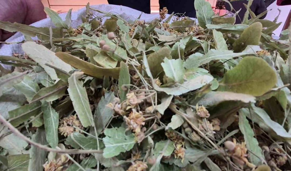 Geçtiğimiz yıl kuraklık nedeniyle fiyatı rekor seviyelere ulaşan ıhlamur, bu