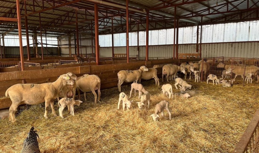 Bilecik’in Osmaneli ilçesinde yüzde 100 hibe desteğiyle küçükbaş hayvancılık uygulaması