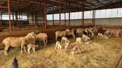 Bilecik’in Osmaneli ilçesinde yüzde 100 hibe desteğiyle küçükbaş hayvancılık uygulaması