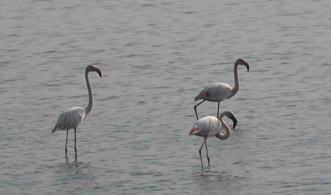 Hersek Lagünü’nde flamingo popülasyonu artıyor Yalova’nın Altınova ilçesinde bulunan, bazı türlerin sonbahar ve kış aylarını