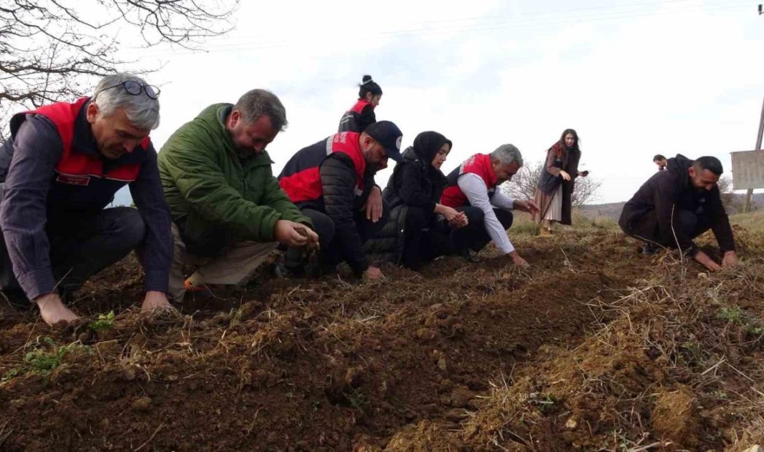 Kastamonu’da kadınlara güç veren proje: 38 bin fide dağıtımı yapıldı Kastamonu Üniversitesi’nin kurduğu serada yetiştirilen 38 bin tıbbi aromatik bitki