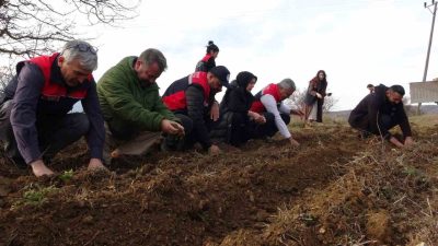 Kastamonu Üniversitesi’nin kurduğu serada yetiştirilen 38 bin tıbbi aromatik bitki