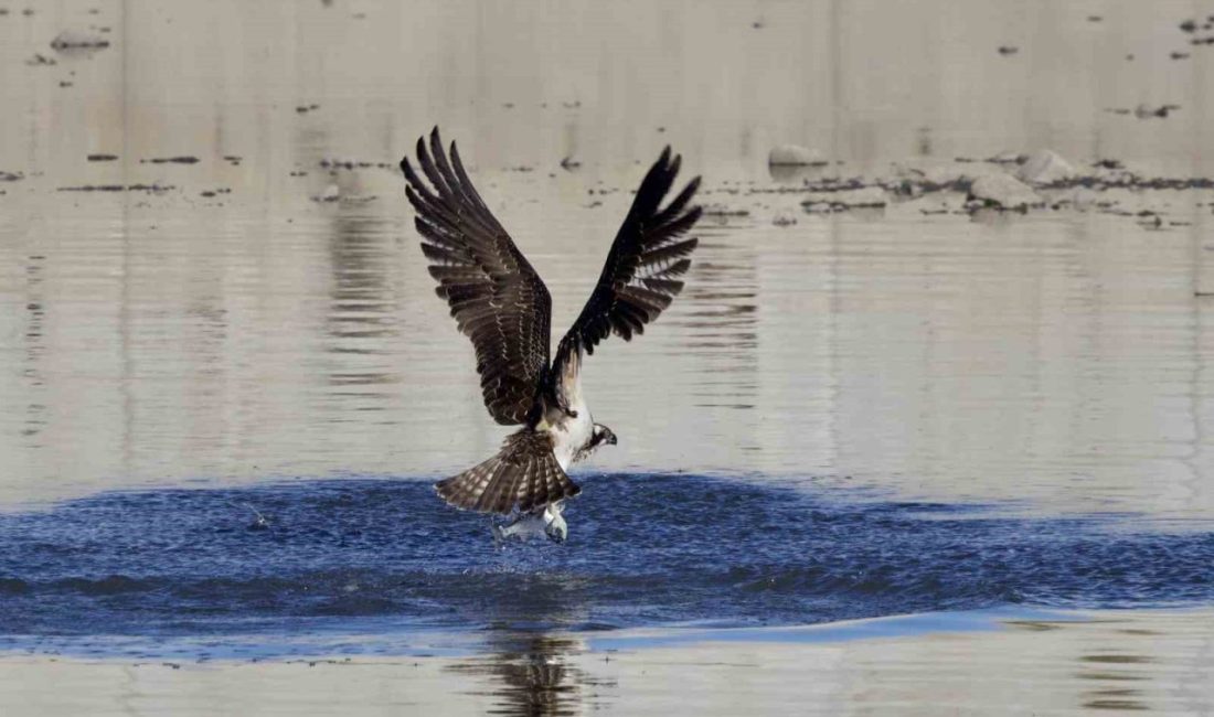 Kastamonu’da kuş fotoğrafçıları avlanan balık kartallarını görüntüledi Kastamonu’nun Abana ilçesinde balık fotoğrafçıları tarafından Ezine Çayı’nda avlanan balık