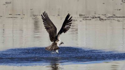 Kastamonu’nun Abana ilçesinde balık fotoğrafçıları tarafından Ezine Çayı’nda avlanan balık