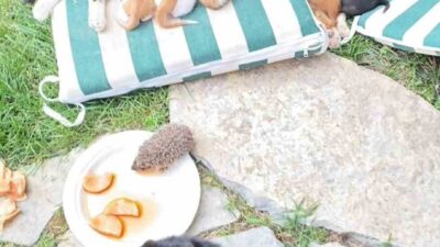 Kocaeli’de anne kedinin, kendi yavrularıyla birlikte kirpi yavrularını da emzirmesi