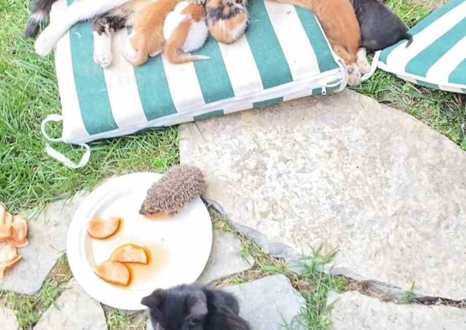 Kocaeli’de anne kedinin, kendi yavrularıyla birlikte kirpi yavrularını da emzirmesi