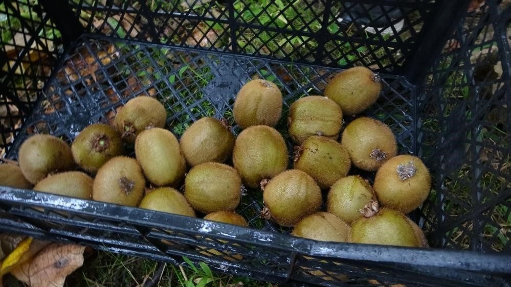 Kivi üreticileri İran kivisinden rahatsız Yalova Ziraat Odası Başkanı Şaban Beşli, bu yıl hem zirai