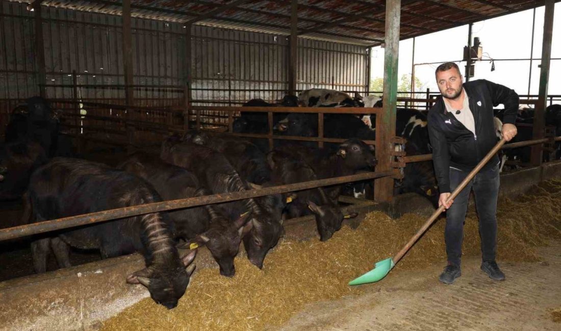 Kocaeli’de manda sayısı artıyor Kocaeli Büyükşehir Belediyesi’nin, Tarım ve Orman Bakanlığı’nın “Halk Elinde Anadolu