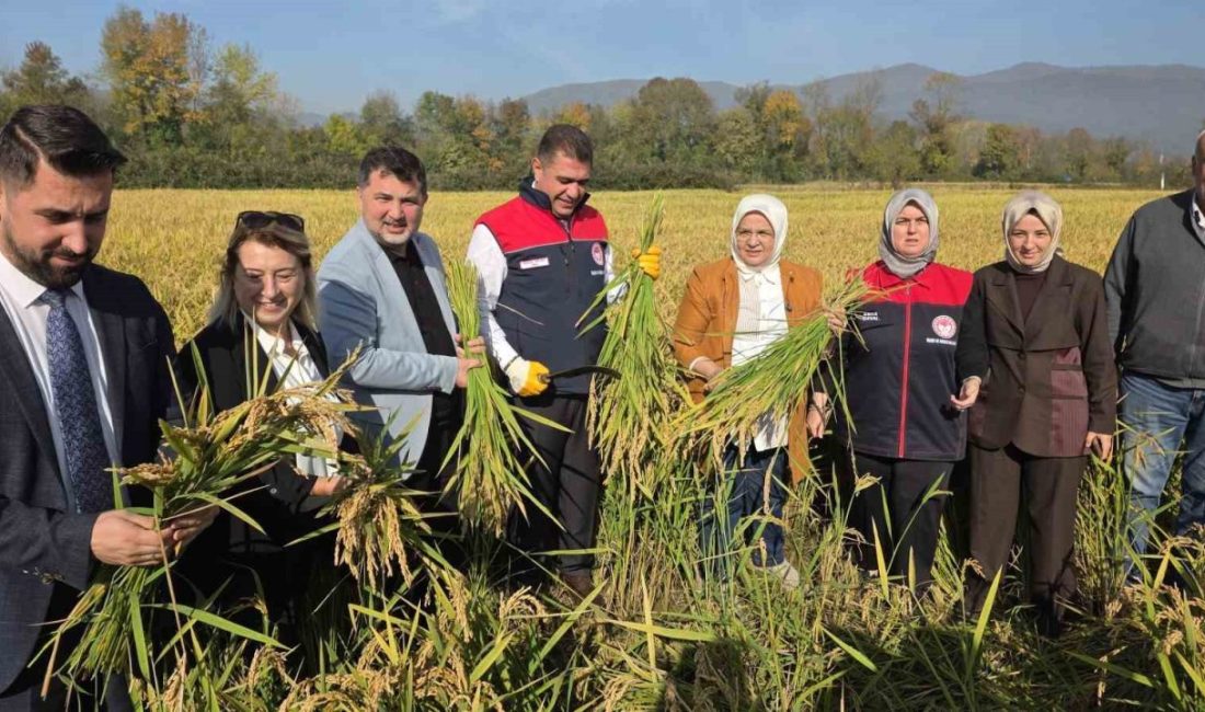 Konuralp pirincinde “damlama sulama” bereketi Düzce’nin coğrafi işaretli ürünü “Konuralp pirinci” için Çilimli ilçesinde düzenlenen