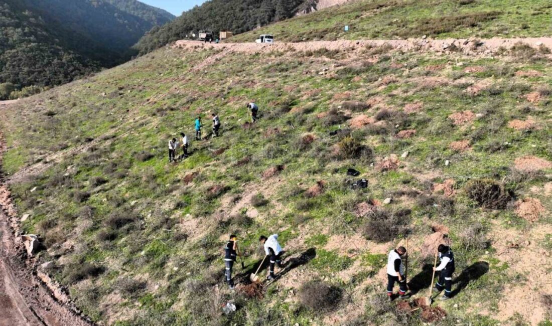 Körfez’e 3 bin 300 Toros sediri dikilecek Körfez Belen Mahallesi’nde 180 bin metrekarelik alanda başlatılan ağaçlandırma çalışmasıyla