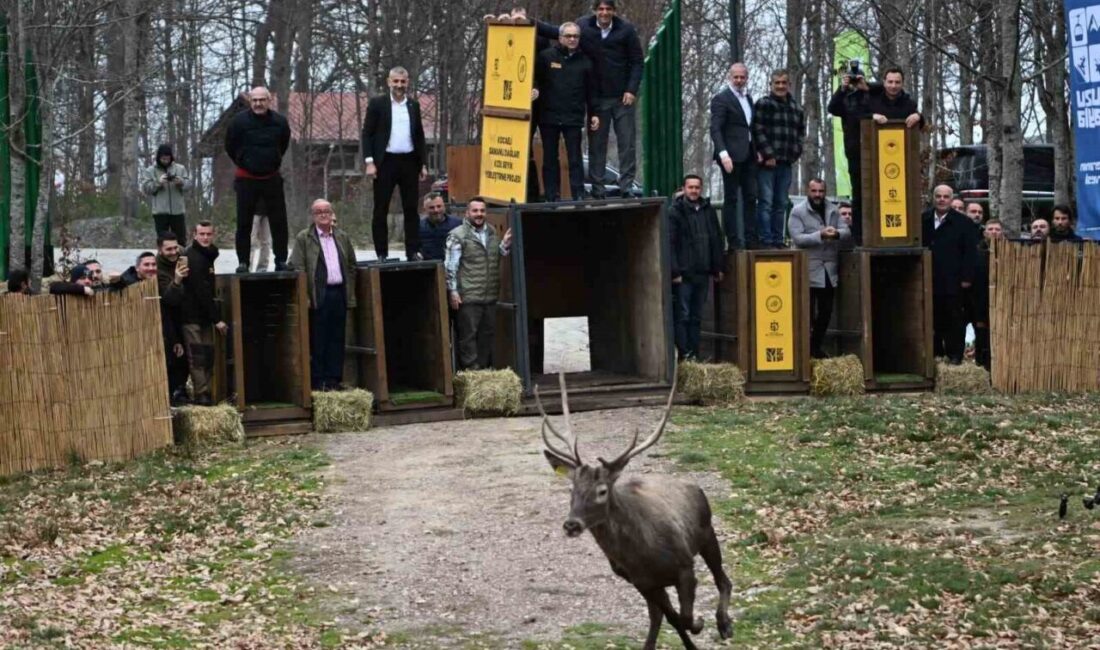 Kocaeli’de yaban hayatını canlandırmak amacıyla yürütülen projede 8 kızıl geyik