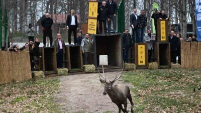 Kocaeli’de yaban hayatını canlandırmak amacıyla yürütülen projede 8 kızıl geyik
