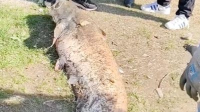 Sakarya’da ailesiyle nehir kıyısında piknik yapan amatör balıkçının oltasına, yaklaşık