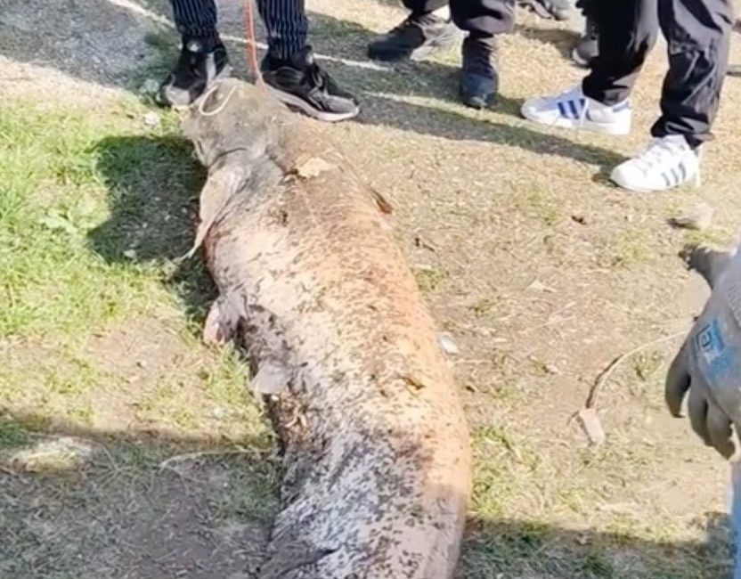 Oltaya takılan 50 kiloluk dev balık şaşırttı Sakarya’da ailesiyle nehir kıyısında piknik yapan amatör balıkçının oltasına, yaklaşık