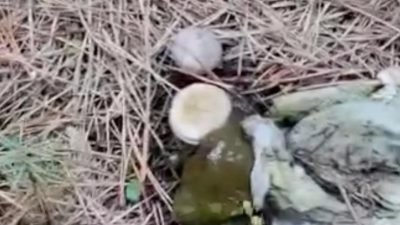 Bolu merkeze bağlı Yeniköy köyü Alibey Çamlığı’nda ormanlık alan çöplüğe