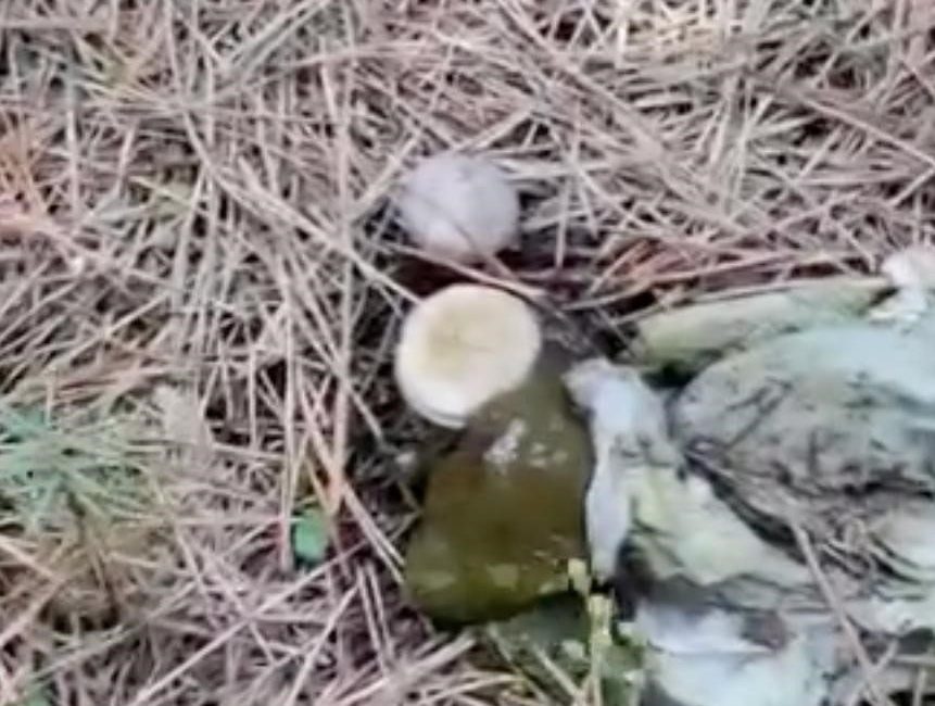 Bolu merkeze bağlı Yeniköy köyü Alibey Çamlığı’nda ormanlık alan çöplüğe