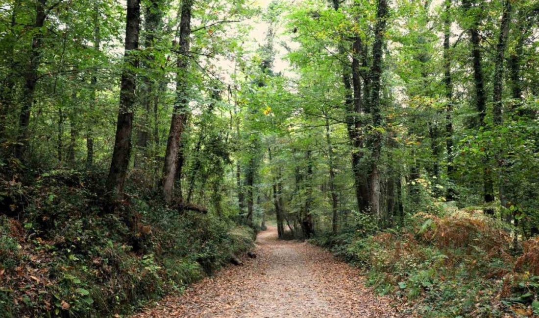 Ormanya sonbahar renkleriyle ziyaretçilerini ağırlıyor Kocaeli Büyükşehir Belediyesi bünyesinde hizmet veren Ormanya Doğal Yaşam Parkı,
