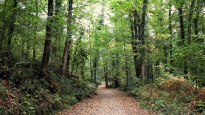 Kocaeli Büyükşehir Belediyesi bünyesinde hizmet veren Ormanya Doğal Yaşam Parkı,