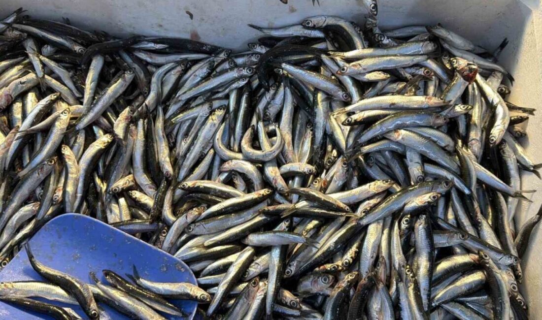 Karadeniz’e kıyısı bulunan Düzce’de, palamutun Gürcistan kıyılarına göç etmesiyle birlikte