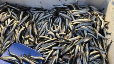 Karadeniz’e kıyısı bulunan Düzce’de, palamutun Gürcistan kıyılarına göç etmesiyle birlikte