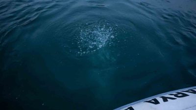 Sakarya ile Kocaeli’nin içme suyu kaynağı olan Sapanca Gölü’nde oluşan