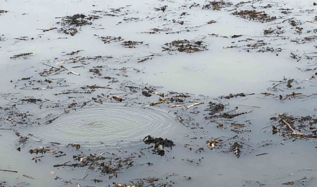Sapanca Gölü’nden sonra bir korkutan görüntü de Efteni Gölü’nde oluştu Düzce’nin turistik bölgelerinden birisi olan Efteni Gölü’nde dipten yüzeye gelen