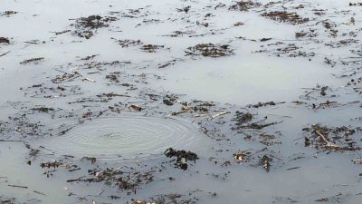 Düzce’nin turistik bölgelerinden birisi olan Efteni Gölü’nde dipten yüzeye gelen