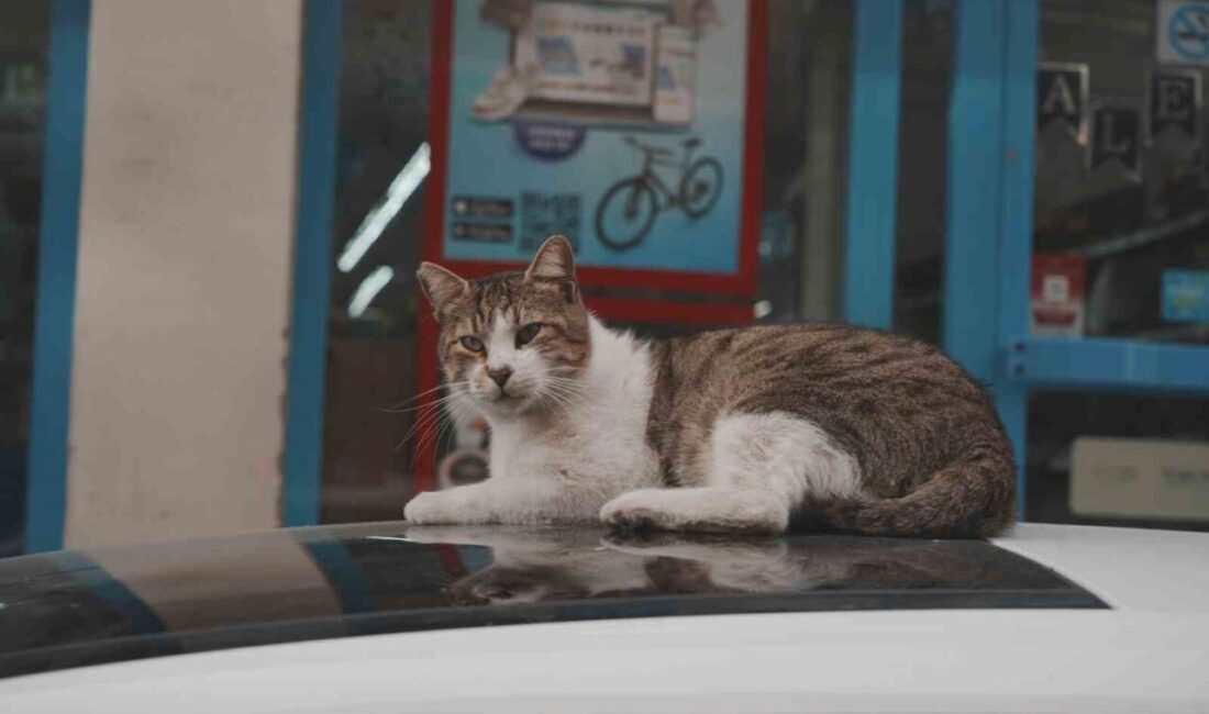 Türkiye’nin hemen her kentinde sokakların vazgeçilmez sakinleri olan kediler, yiyecek